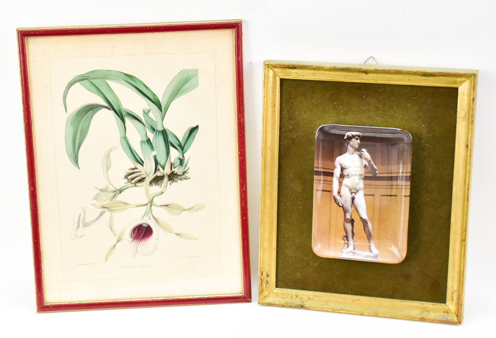 "TRICHOPILIA MARGINATA" C.T ROSENBERG ZINCOGRAPH & MICHELANGELO'S DAVID PLATE WALL ART