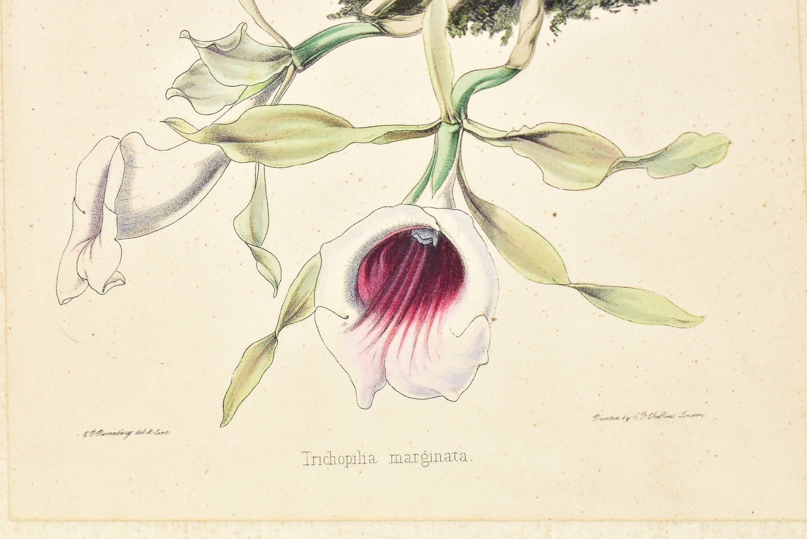 "TRICHOPILIA MARGINATA" C.T ROSENBERG ZINCOGRAPH & MICHELANGELO'S DAVID PLATE WALL ART