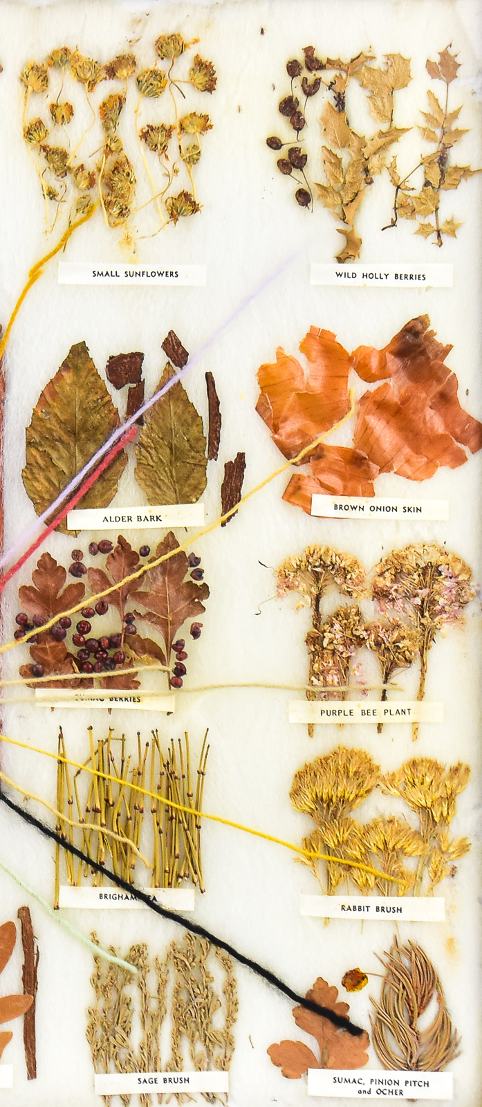 FRAMED DINE (NAVAJO) EDUCATIONAL VEGETABLE DYE CHART