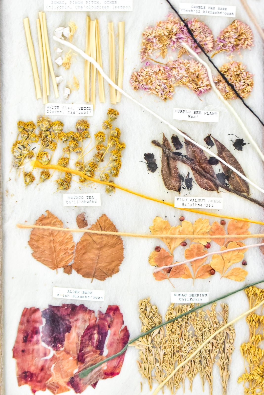 FRAMED DINE (NAVAJO) EDUCATIONAL VEGETABLE DYE CHART