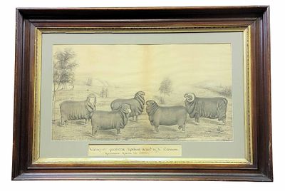 OHIO PORTRAIT OF MERINO SHEEP. "Group of American Merinos owned by W. Robinson, Havanna, Huron 