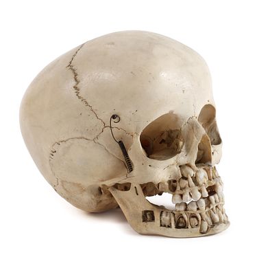 Anatomiemodellunbestimmten Alters, humanoider Schädel, das Kiefergelenk mittels Federn zur 