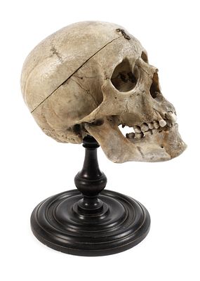 Anatomisches Modell19. Jh., an der Unterseite handschriftlich annotiert Gottfried Runge IIa 