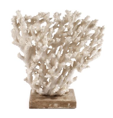 Korallenstockempfindlicher, mehrarmiger Busch aus weißer Koralle, auf flachen quadratischen 