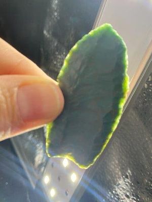 Folsom Indian Artifact Arrowhead. KEY WORDS: INDIAN ARTIFACT ARTIFACTS ARROWHEAD ARROWHEADS 