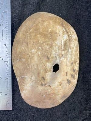 Shell Mask Engraved from Illinois Indian Artifact Arrowhead. KEY WORDS: INDIAN ARTIFACT 