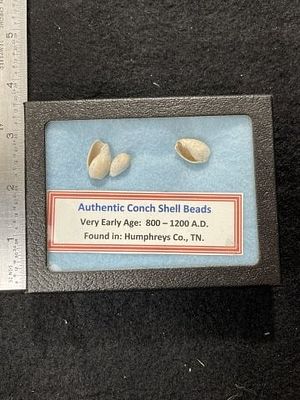 Conch Shell Beads with Riker Frame Indian Artifact Arrowhead. KEY WORDS: INDIAN ARTIFACT 