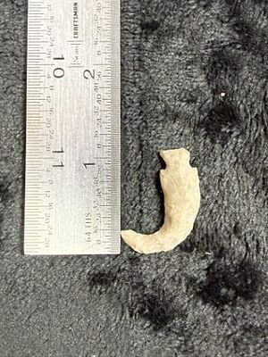 Flint Hook Indian Artifact Arrowhead. KEY WORDS: INDIAN ARTIFACT ARTIFACTS ARROWHEAD ARROWHEADS 