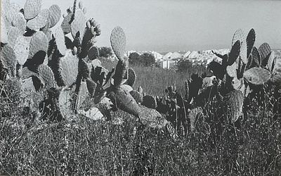 שמחה שירמן , נ. 1947 - נוף עם צברים, . טכניקה: הדפס כסף מידות: 34X52 ס"מ חתום: לא חתום. 1/2.