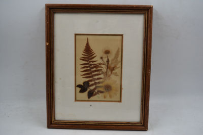 פרחי ארצנו. פרחי ישראל כפי שלוקטו באוסף שראשיתו בשנות השלושים עד שלעי שנות התשעים חלקם ממוסגרים 