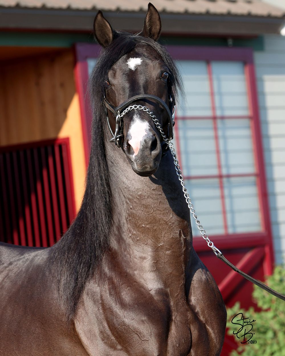 Dragonsmeade Invictus. In many ways this 4YO son is an intense representation of the bloodline 