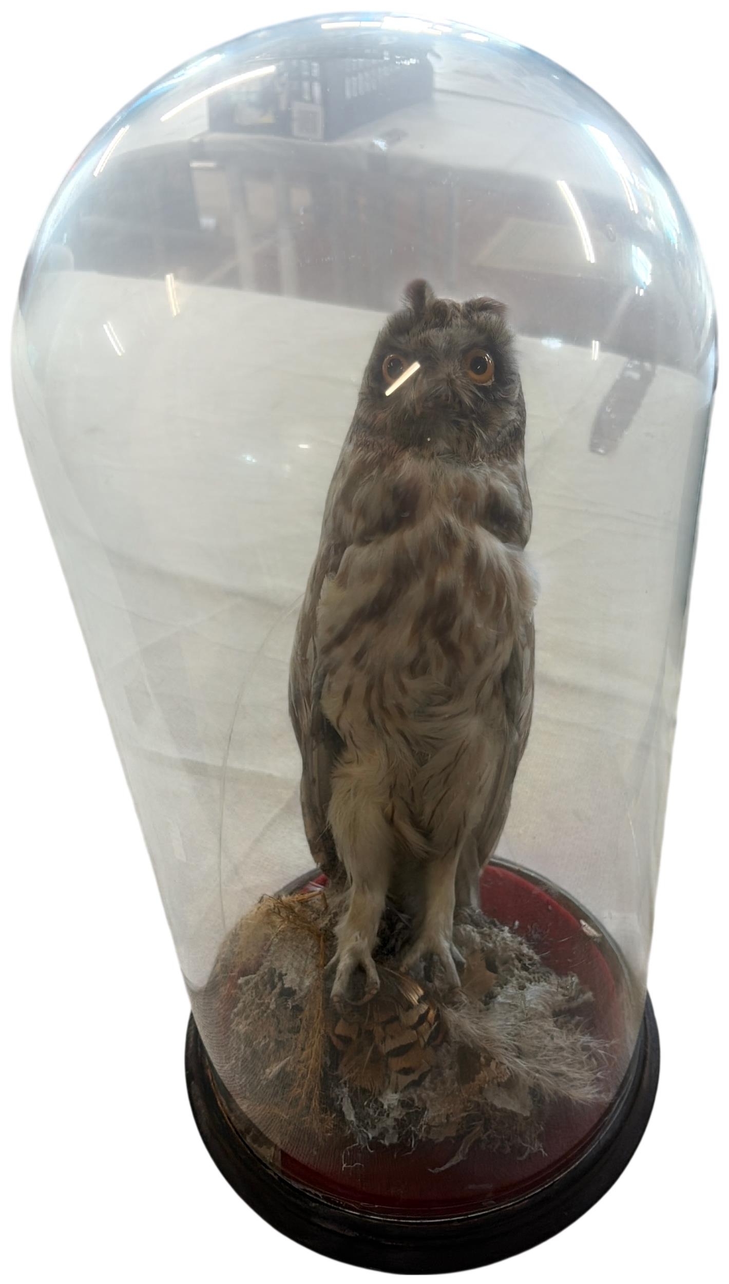 Lot 275
