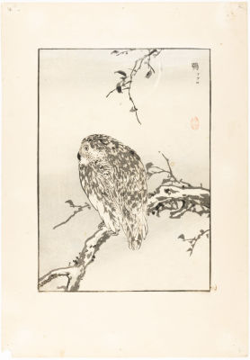 [Японское искусство, жанр катё-э] Неизвестный мастер XIX в. Ксилография "Филин", Япония. 