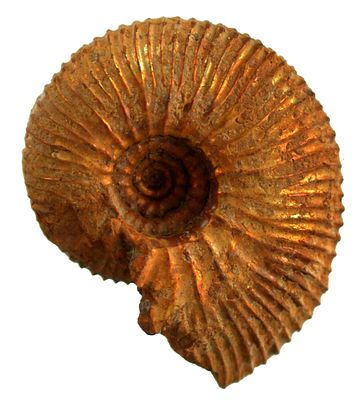 מאובן מקורי- אמוניט- Sigaloceras calloviense , מוזהב טבעי, מלפני כ160 מליון שנים, 24מ"מ. מקור: 