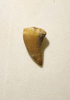מאובן- שן דינוזאור ימי טורף מקורית מוסוזאור Mosasaurus beaugei .תקופת קרטיקון עליון. מקור: 