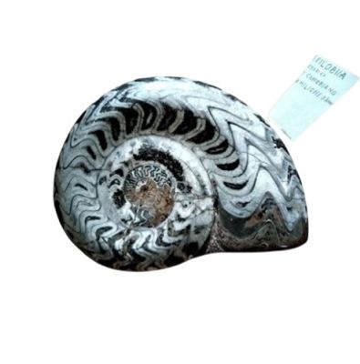 Fossile di Ammonite Lucidata – Esemplare da Collezione "Cabinet de Curiosit&eacute;s". Eccezionale 