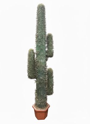 Cactus Mexico colona in plastica cm 170