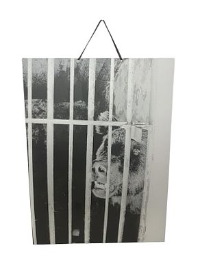 Black and White Photographic Print on Acrylic Panel depicting a bear, 100x70 cm, anonymous. Stamp 