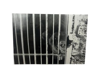 Black and White Photographic Print on Acrylic Panel depicting a bear, 100x70 cm, anonymous. Stamp 