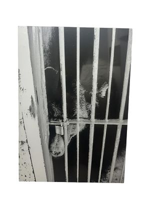 Black and White Photographic Print on Acrylic Panel depicting a bear, 100x70 cm, anonymous. Stamp 