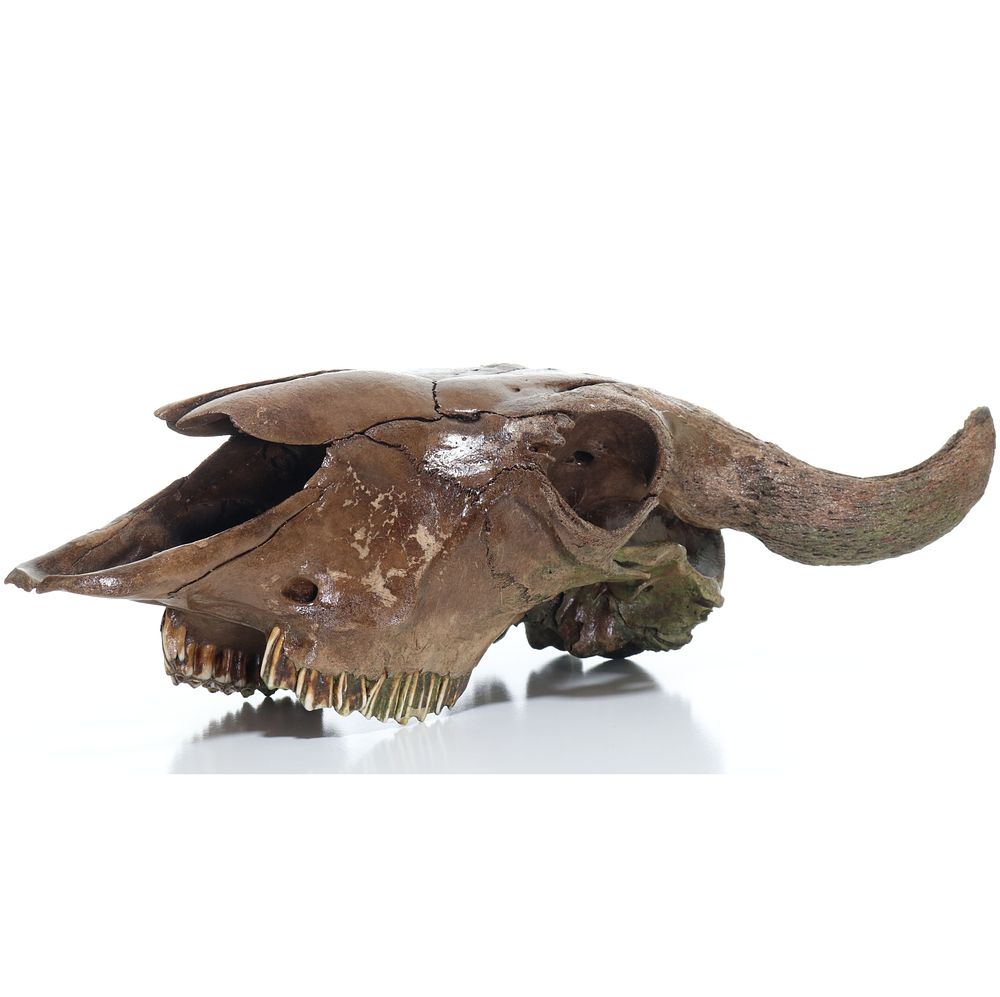 Lot 329: Authentic Petrified Ancient Bison Skull Head