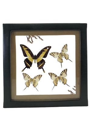 Taxidermied Butterflies In Glass Shadow Box. Taxidermied butterflies displayed in a clear glass 
