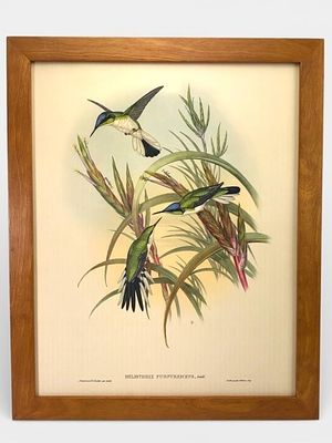 J. Gould & H.C. Richter Framed Print 18 x 22. Framed lithographic print by J. Gould & H.C. 