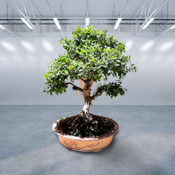 Ulmus parvifolia Bonsai - At least 40 years old. The tree is very special, it sheds 