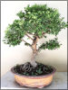 Ulmus parvifolia Bonsai - At least 40 years old. The tree is very special, it sheds Image - 1