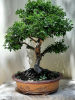 Ulmus parvifolia Bonsai - At least 40 years old. The tree is very special, it sheds Image - 2