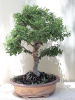 Ulmus parvifolia Bonsai - At least 40 years old. The tree is very special, it sheds Image - 3