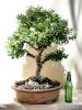 Ulmus parvifolia Bonsai - At least 40 years old. The tree is very special, it sheds Image - 4