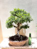 Ulmus parvifolia Bonsai - At least 40 years old. The tree is very special, it sheds Image - 5