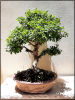 Ulmus parvifolia Bonsai - At least 40 years old. The tree is very special, it sheds Image - 6