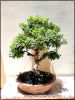 Ulmus parvifolia Bonsai - At least 40 years old. The tree is very special, it sheds Image - 7