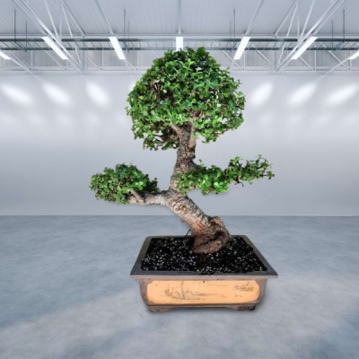 Portulacaria afra cork bark bonsai tree 50 year old plant. The tree is very special, it does not 