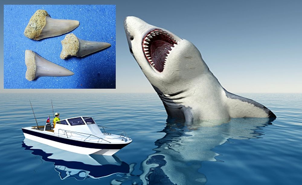 Lot of fossilized megalodon shark teeth, the largest shark, an item millions of years old. The