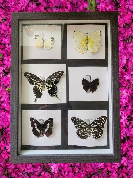 Collection of real stuffed butterflies includes a 3D frame with glass cover. A special and rare