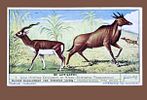 LIEBIG card collection - rare and sought after. The trade cards of the Liebig collection 
An Image - 1