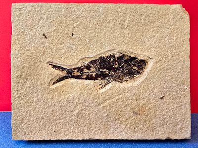 Fish fossil millions of years old on a limestone surface - a rare museum item of its quality. The 