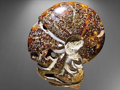 Giant Ammonite Fossil - Ammolite from Madagascar. Original item from nature sculpted and 