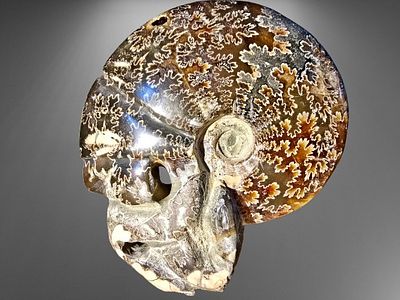 Giant Ammonite Fossil - Ammolite from Madagascar. Original item from nature sculpted and 