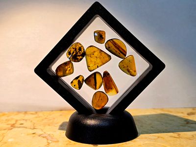 Collection of 10 original amber fossils with insects/mosquitoes/crustaceans inside them - an 