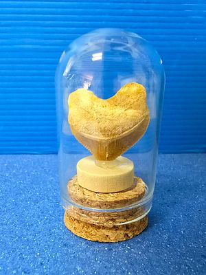 Fossilized Squalicorax shark tooth in a glass capsule.. The fossil is millions of years old. 