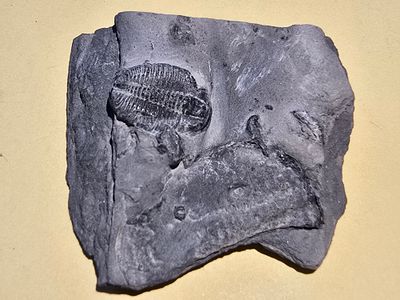 Original trilobite fossil - a millions-year-old item. The item was carved from shale quarried in 