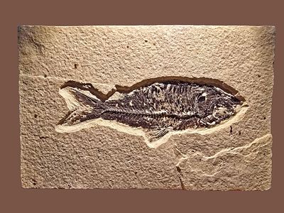Fish fossil millions of years old on a limestone surface - a rare museum item of its quality. The 