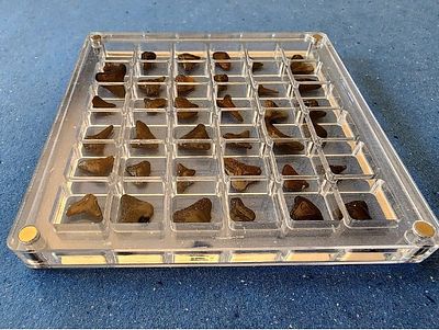 A collection of small shark fossils in a display hive. Country of origin - Polarid United 