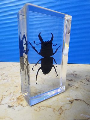 A real and rare giant insect/beetle (stuffed) cast in a high-quality transparent epoxy block - 