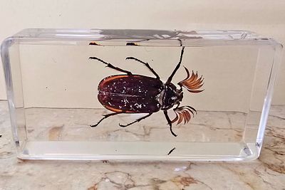 A real and rare giant insect/beetle (stuffed) cast in a high-quality transparent epoxy block - 