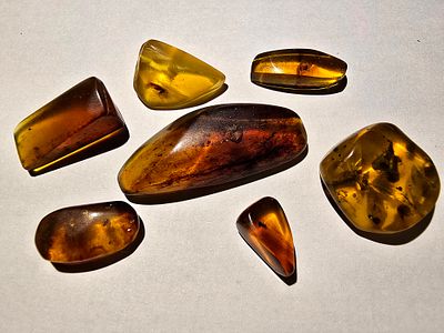 Collection of 7 original amber fossils with insects/mosquitoes/crustaceans inside them - an 